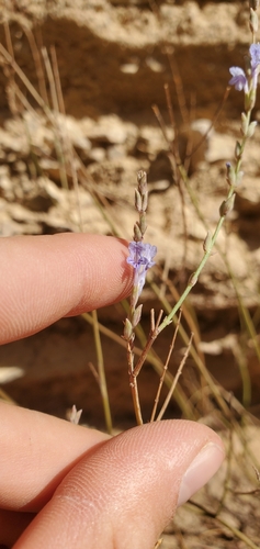 Stagshorn lavender (Lavandula coronopifolia)