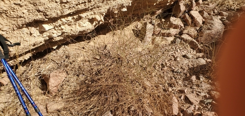 Image of Lavandula coronopifolia by (c) Mitch Van Dyke, some rights reserved (CC BY)
