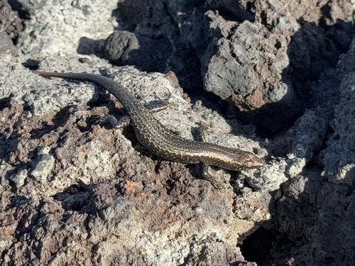 Cryptoblepharus poecilopleurus observed 2025-03-05