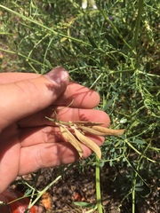 Lathyrus graminifolius