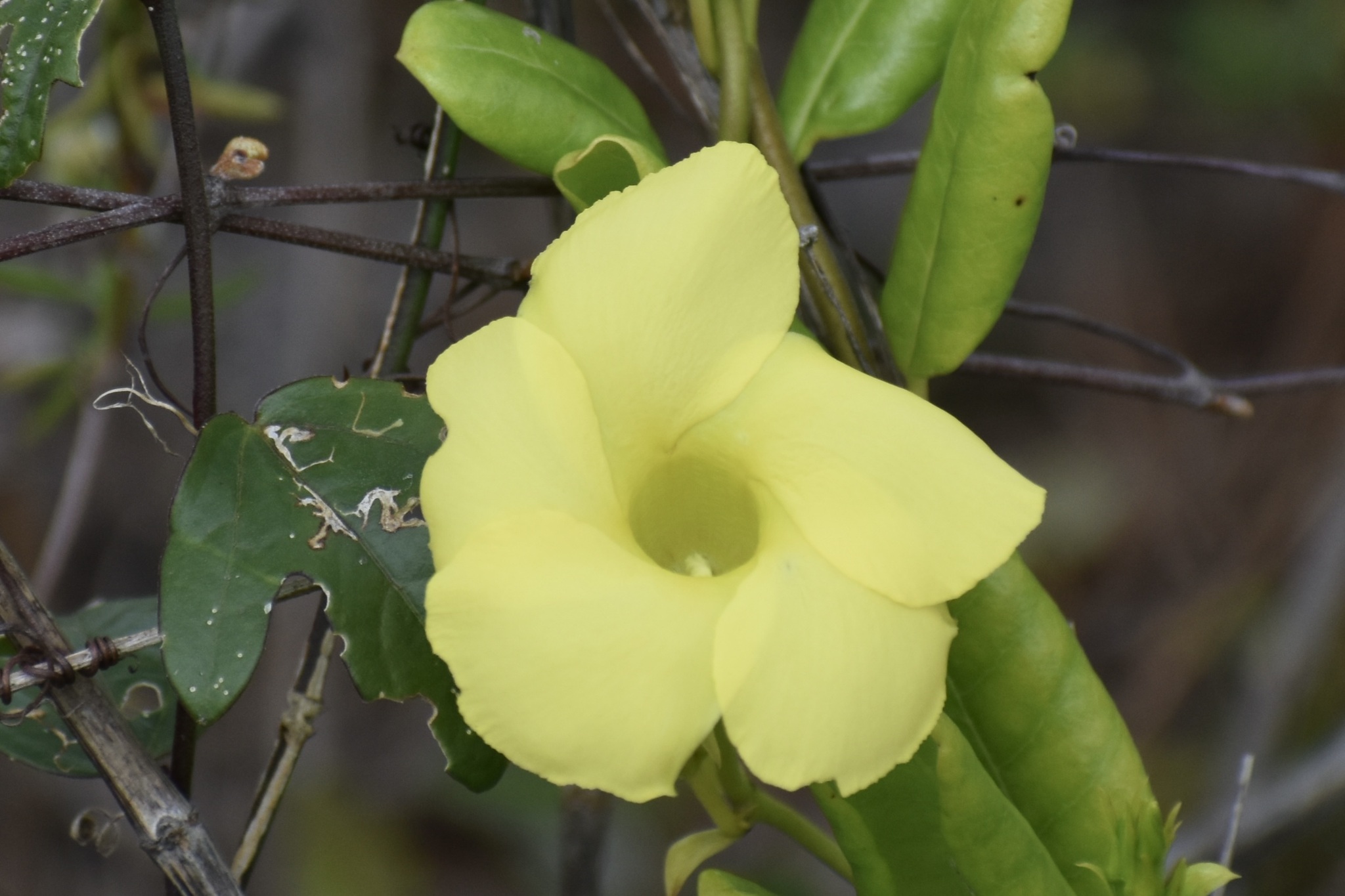 Imagem de Alamanda-de-praia