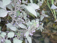 Hygrophila corymbosa