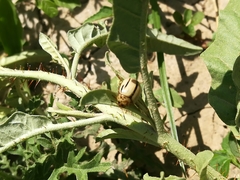 Leptinotarsa defecta