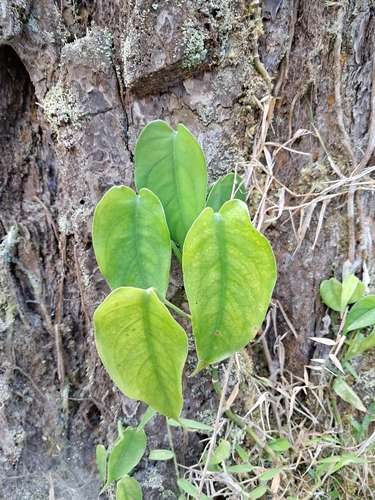 Foto de Monstera prateada