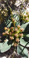 Euphorbia ecklonii