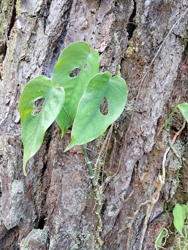 Foto de Monstera prateada