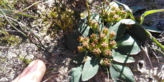 Euphorbia ecklonii