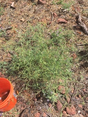Lathyrus graminifolius
