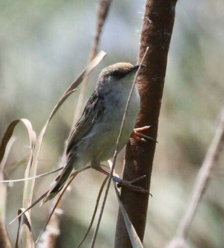 Rufous-winged Cisticola (Cisticola galactotes), photo 4