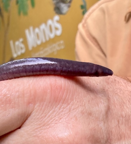 Thompson's Caecilian, Caecilia thompsoni