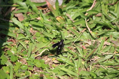 Campsomeriella