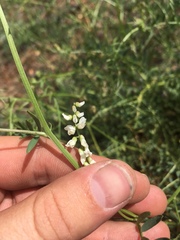 Lathyrus graminifolius