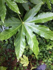 Fatsia