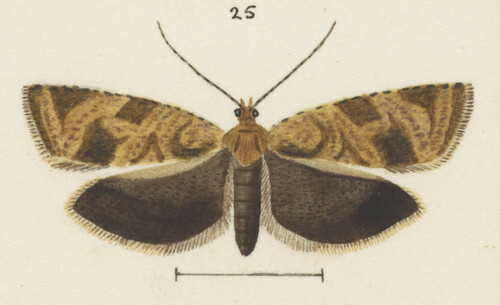 Epichorista crypsidora