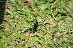 Campsomeriella