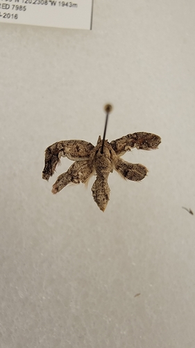 iNaturalist observation photo of Geometer Moths
