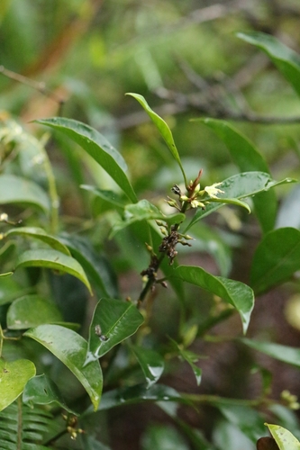 Image of Sideroxylon wightianum by no rights reserved
