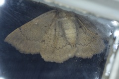 Spiloloma lunilinea