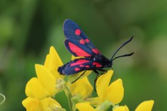 Zygaena lonicerae