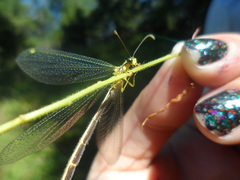 Brachynemurus