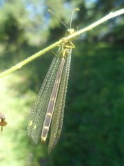 Brachynemurus