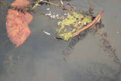 Poeciliidae