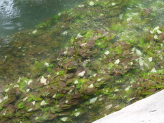 Hygrophila corymbosa