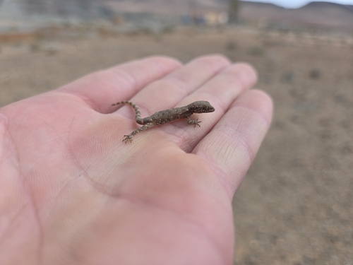 Algerian Sand Gecko
