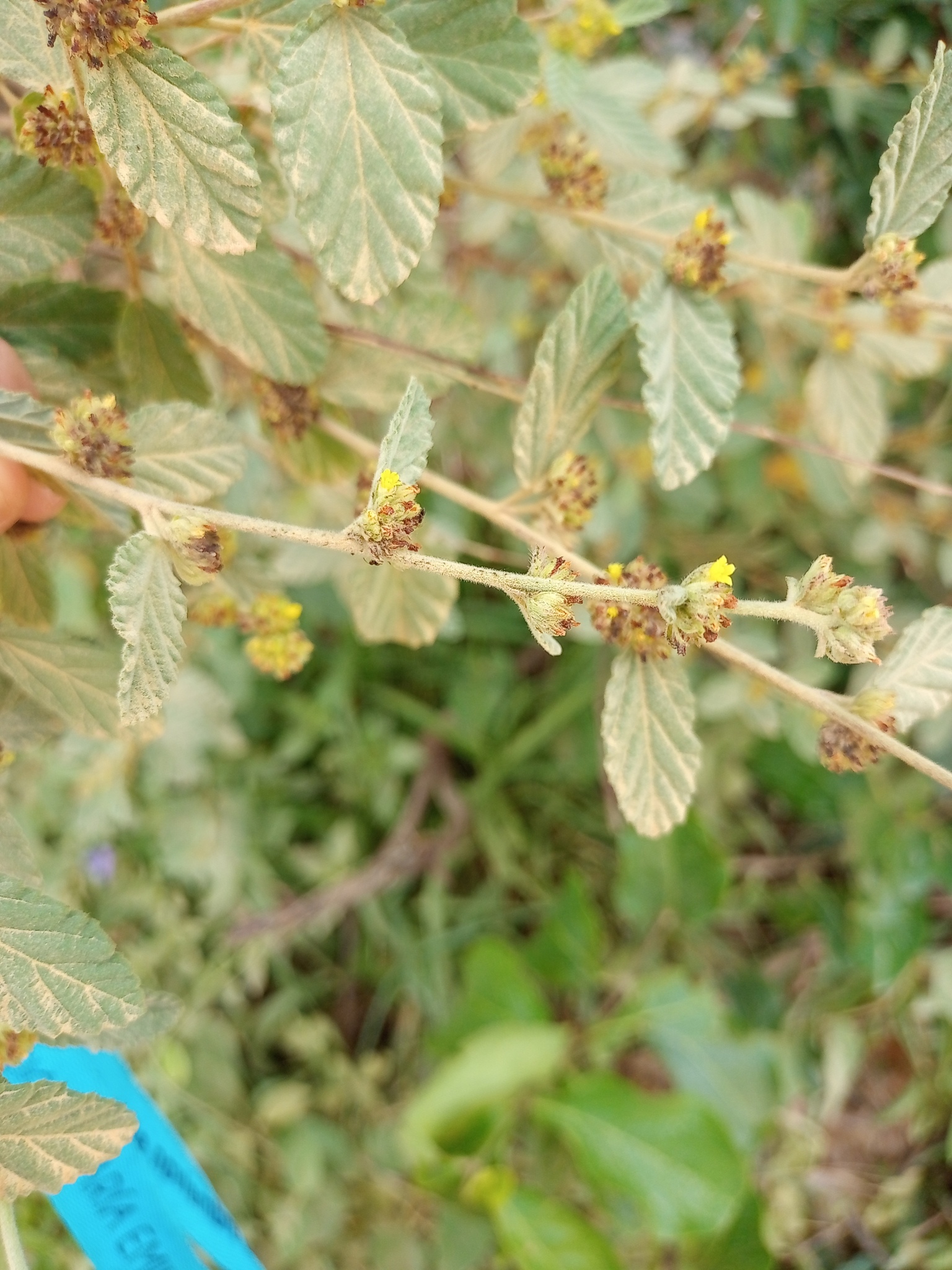 Waltheria indica