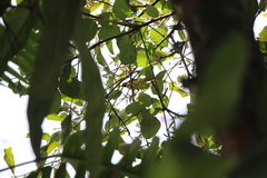 Anthreptes malacensis