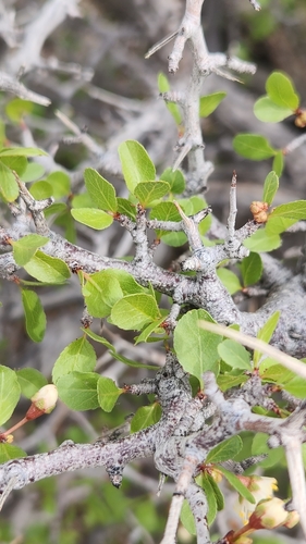 Image of Prunus fremontii by no rights reserved