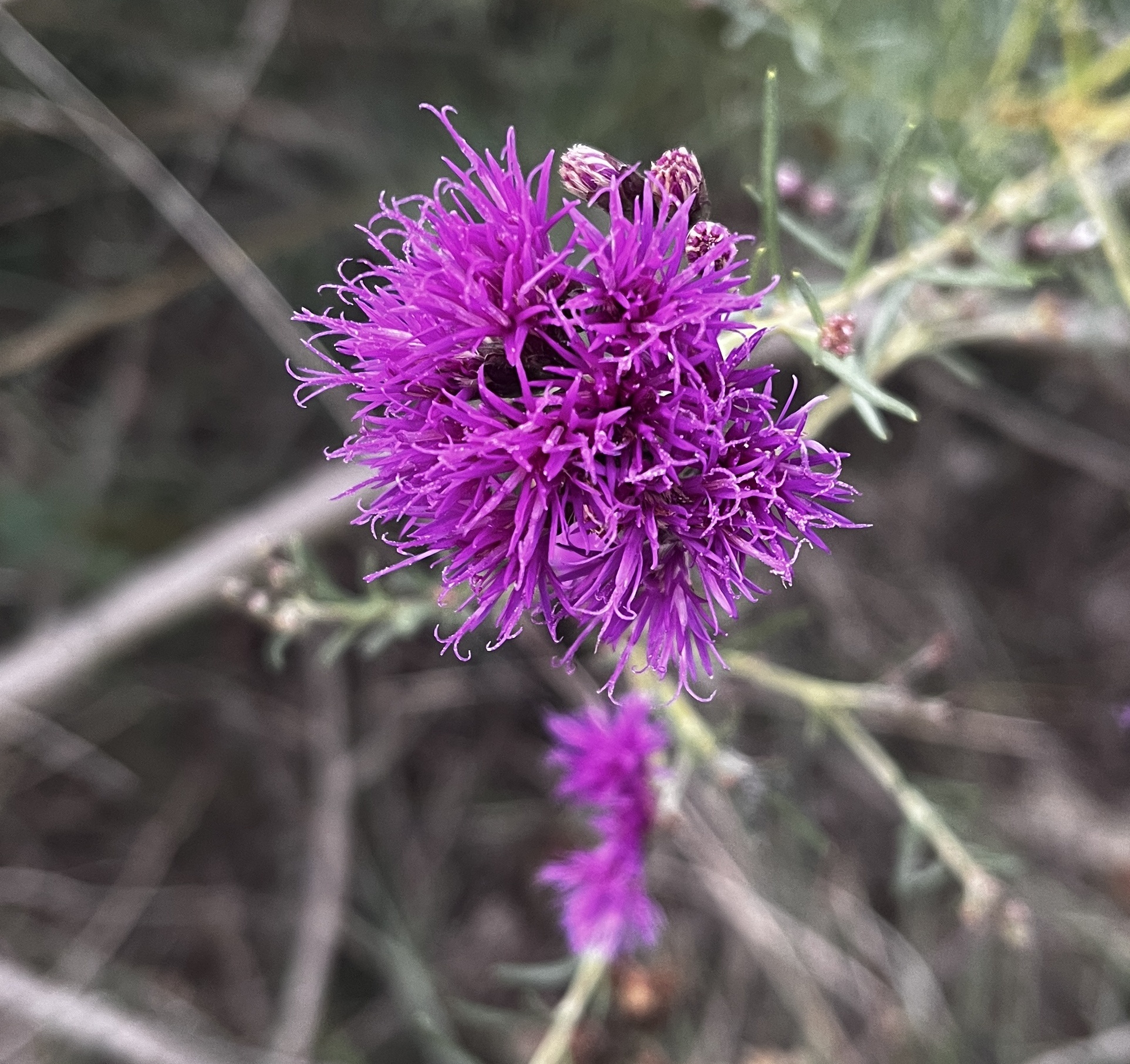 Vernonanthura nudiflora