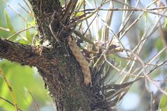 Dendrobium crumenatum