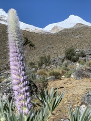 Lupinus weberbaueri