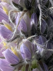 Lupinus weberbaueri