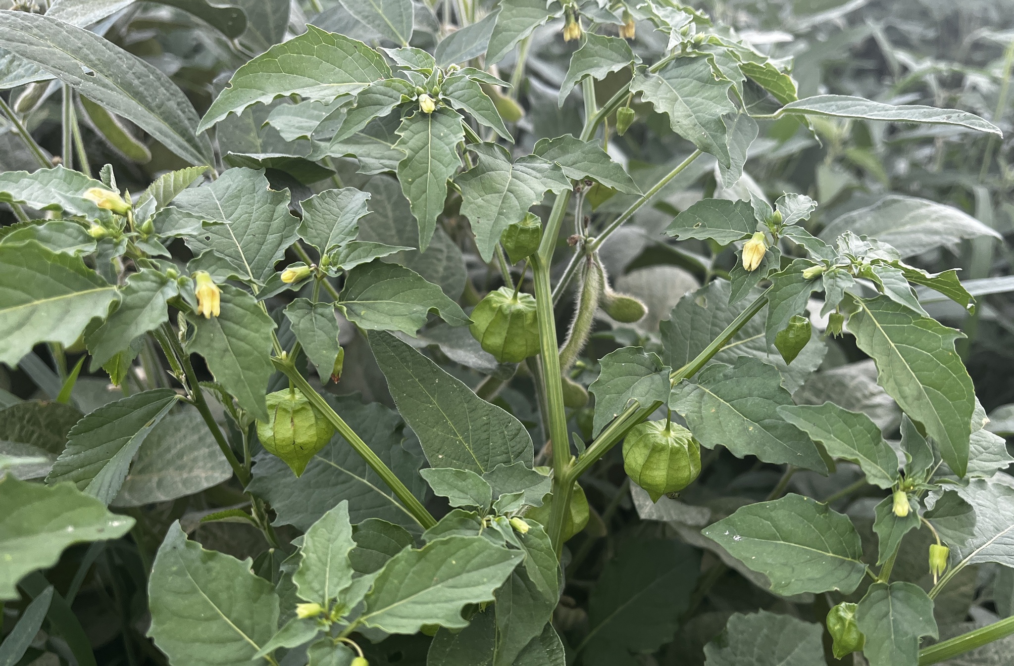 Physalis angulata
