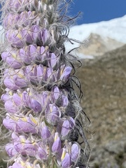 Lupinus weberbaueri