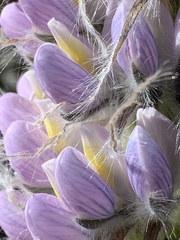 Lupinus weberbaueri