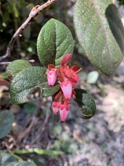 Gaultheria