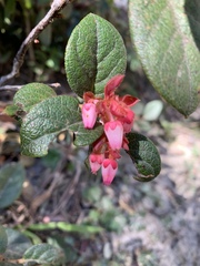 Gaultheria