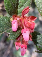 Gaultheria