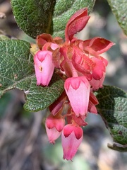 Gaultheria