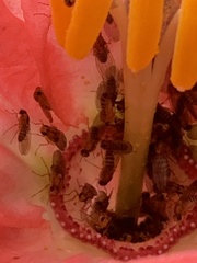 Passiflora trifoliata