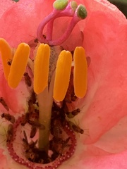 Passiflora trifoliata