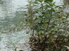 Hygrophila corymbosa