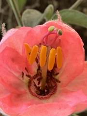 Passiflora trifoliata