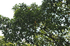 Oriolus chinensis maculatus