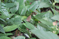 Mycalesis