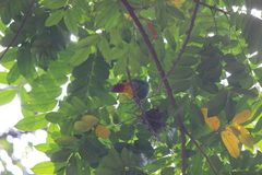 Ptilinopus melanospilus