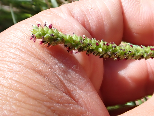 Marsh bristlegrass (Setaria parviflora)